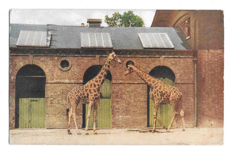 Giraffes London At the Zoo Series I Tuck Oilette Vintage Postcard