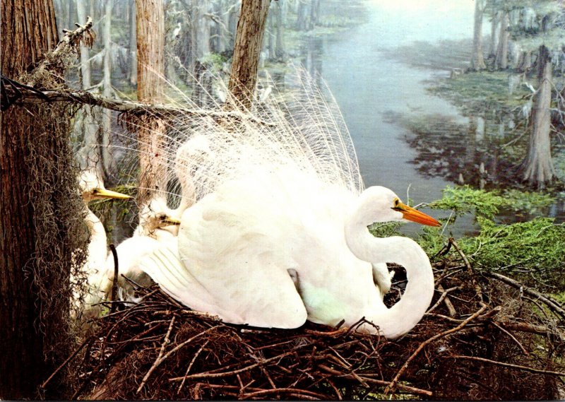 Great Egret Hall Of North American Birds American Museum Of Natural History N...