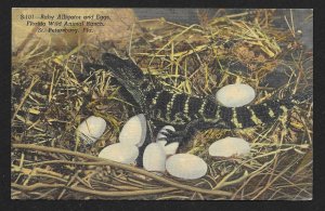 Baby Alligator & Eggs Florida Wild Animal Ranch St Petersburg FL Used c1953