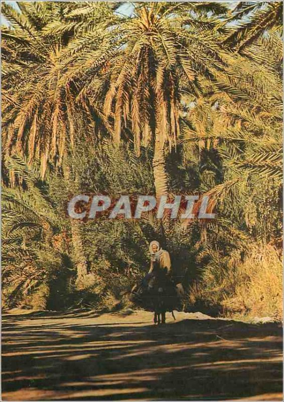 Postcard Modern South Tunisia A l'Ombre Oasis