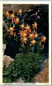 M-2055 Columbine Colorado State Flower