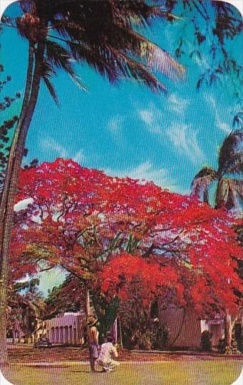 Hawaii Honolulu Royal Poinciana Tree On The Grounds Of Punahou School