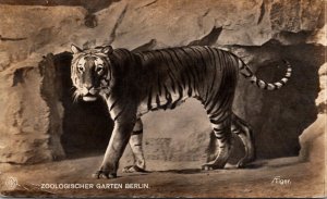 Tigers Tiger At Zoological Garden Berlin Germany Real Photo