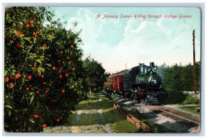 1909 January Scene Riding Through Orange Groves Locomotive California Postcard