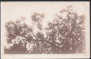 Nature Postcard - Trees & Flowers - Real Photo of Flowering Tree Branches RS2162