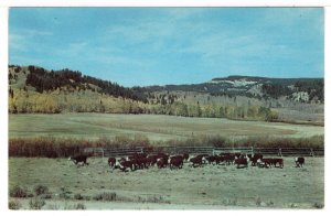 Cattle coming down from the Mountains in the Rockies, USA - 1970's