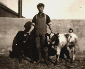 1911  RPPC  Pardeeville Wisconsin  Young Farmer with Cow Calf Postcard