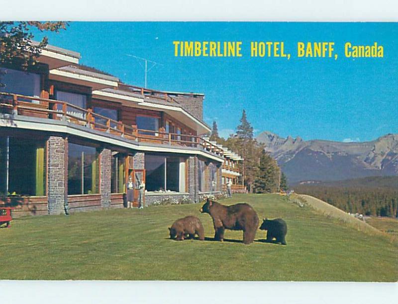 Unused Pre-1980 FRIENDLY BEARS AT TIMBERLINE HOTEL Banff Alberta AB B0875