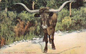 A Texas Steer Width Of Horns 9 Feet 6 Inches San Antonio Texas