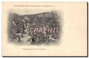 Old Postcard picking flowers & # 39oranger Young Parfumerie Molinard in Grasse