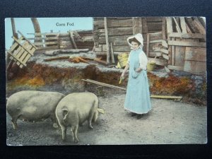 Country Life CORN FED PIGS - Old Postcard by S.H. Knox & Co. - USA