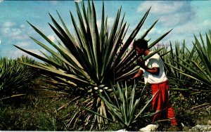 Mexican Typical Motive,Mexico BIN