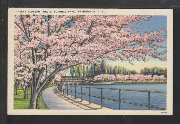 Cherry Blossoms,Potomac Park,Washington,DC Postcard 