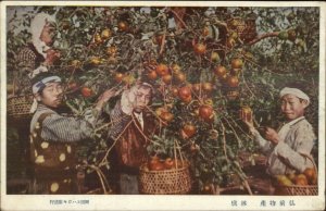 Japan Japanese Boys Picking Fruit - Child Labor? c1915 Postcard