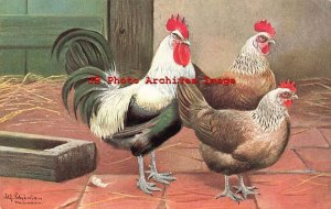 Alfred Schonian, Nister No 99-6, Legbar? Rooster & Chickens