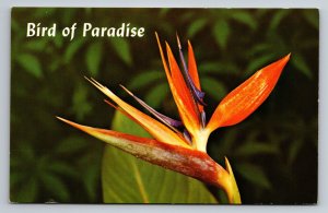 Bird Of Paradise In Hawaii Vintage Unposted Postcard