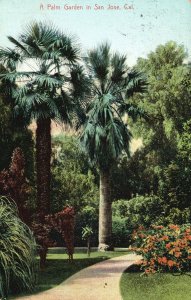Vintage Postcard 1906 A Palm Garden In San Jose California CA M. Rieder Pub.