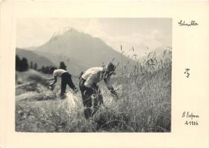 Austria Schnitter people harvesting photo postcard D. Defner