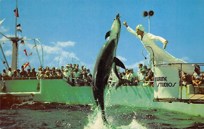 Porpoises Perform  Marineland FL 