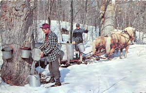 Sugar Maple Time, Man Pouring Sap into a Bucket Maple Syrup Unused 