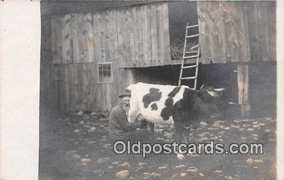 real photo Cow Unused 