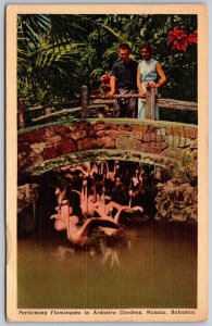 Vtg Nassau Bahamas Ardastra Gardens Performing Flamingoes 1950s View Postcard