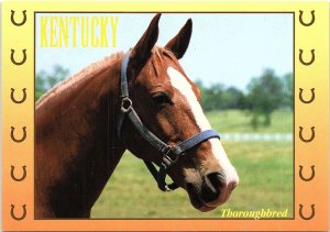 VINTAGE CONTINENTAL SIZE POSTCARD THOROUGHBRED KENTUCKY