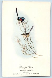 John J. Audobon Postcard Graceful Wren Malurus Elegans Birds Australia Vintage