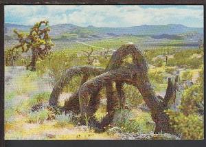 Joshua Tree Postcard BIN 666