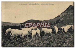 Old Postcard The Pyrenes Sheep Mountain has Berger