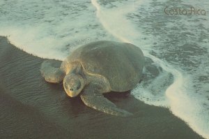 Olive Ridley Turtle at Costa Rica Postcard