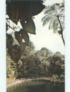 Pre-1980 ETERNALLY GREEN RAIN FOREST El Yunque Forest - Near San Juan PR E8015