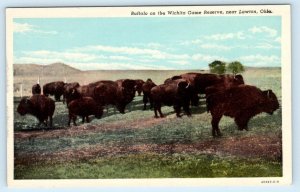 LAWTON, OK Oklahoma ~ BUFFALO on the WICHITA GAME RESERVE c1940s Postcard