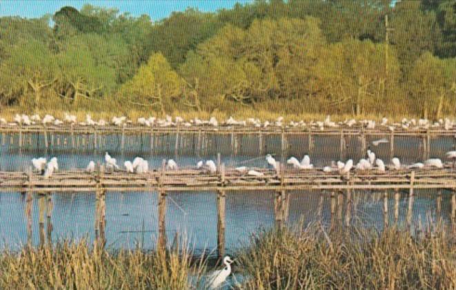 Louisiana Avery Island Bird Sanctuary Young Egrets At Jungle Gardens