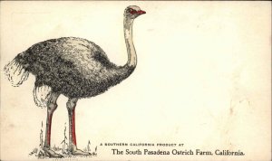 South Pasadena CA California Ostrich Farm Embossed c1900-20s Vintage Postcard