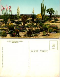 A Few Varieties of Desert Vegatation (12077)