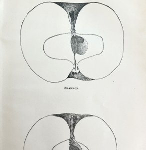 Shannon And Pilot Apples Cross Section Victorian 1887 Art Plate Print DWT9B