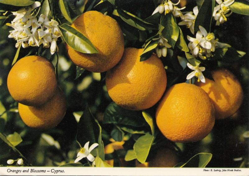 BF30568 otange and blossoms cyprus   front/back image