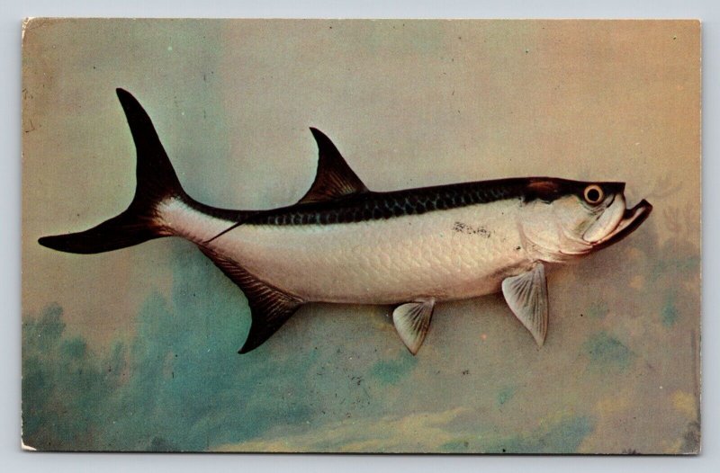 The Tarpon Jumping Fish of Florida & Gulf of Mexico Vintage Postcard 0687