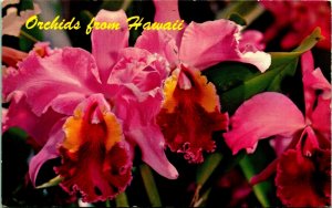 Orchids From Hawaii HI Chrome Postcard 1969