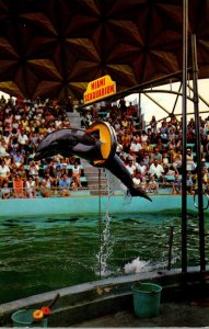 Fish Corky World Famous Porpoise Jumping Through Hoop Miami Seaquarium Florida