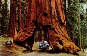 Vtg 1940s Wawona Tunnel Tree Car Yosemite National Park California CA Postcard