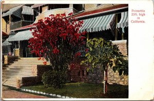 VINTAGE POSTCARD 23 FEET HIGH POINSETTIA TREE IN CALIFORNIA PRINTED IN GERMANY