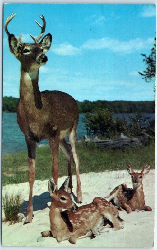 M-99576 Majestic Buck and his Two Sons