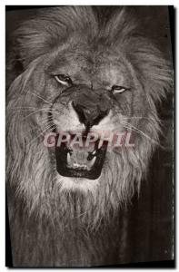 Modern Postcard African Lion Wildlife