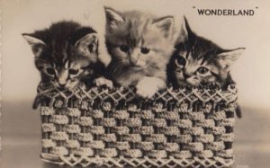 Wonderland Cats In Basket Vintage Real Photo Postcard