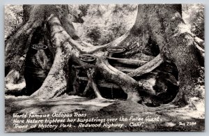 RPPC  Octopus Trees   Redwood Highway  California     Postcard