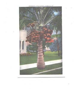 Coconuts, Palm Beach, Florida,