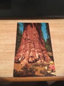 Vtg Postcard: General Sherman Tree, Sequoia National park