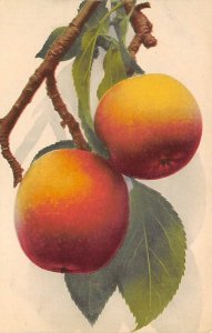 Fruit, Peaches  Postcard Unused